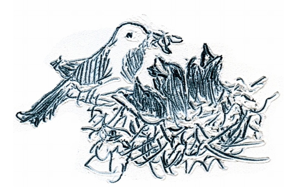 Illustration zu »Kommt gezogen, kleine Vögel« von Frank Walka